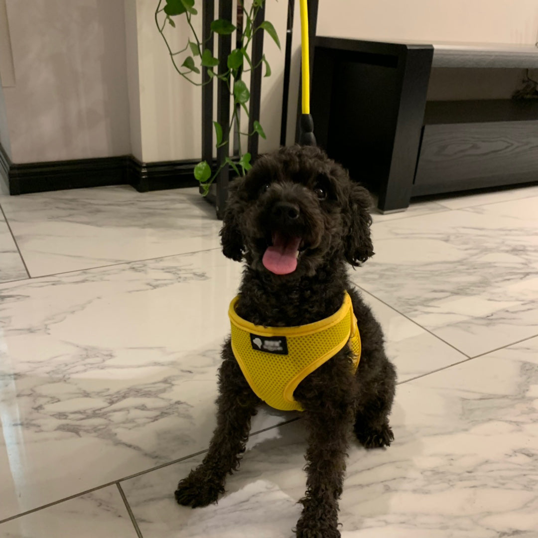 Collier et laisse pour petit chien, 120 cm
