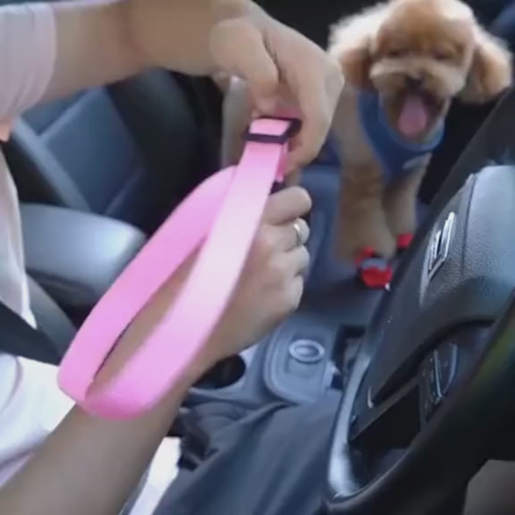 Ceinture de sécurité pour chien et chat en voiture